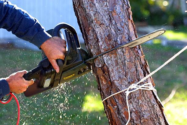 Professional Tree Services in Glyndon, MN