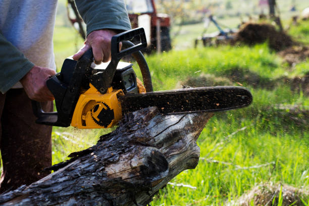 How Our Tree Care Process Works  in  Glyndon, MN